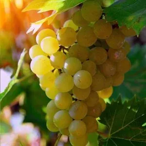 Rota dos Vinhos Verdes