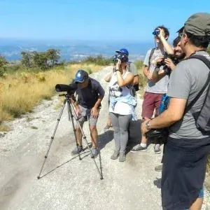 Observação de Aves